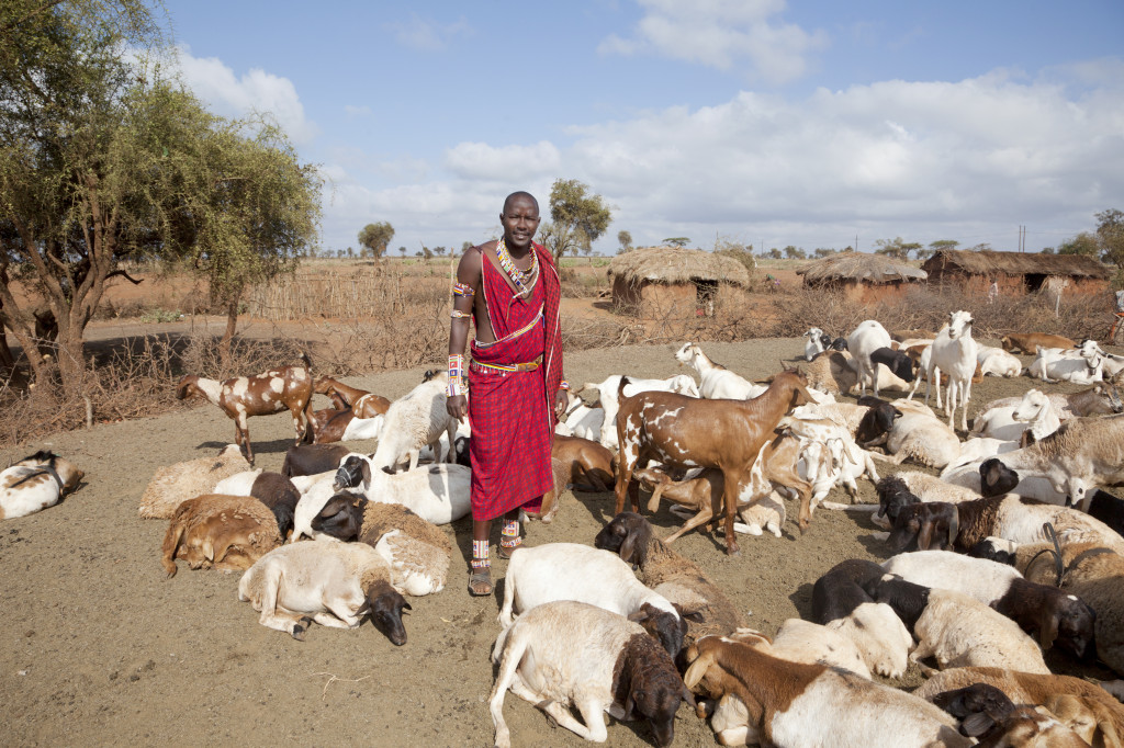 Young-massai-wih-goats,-village-in-background-000016268217_Full