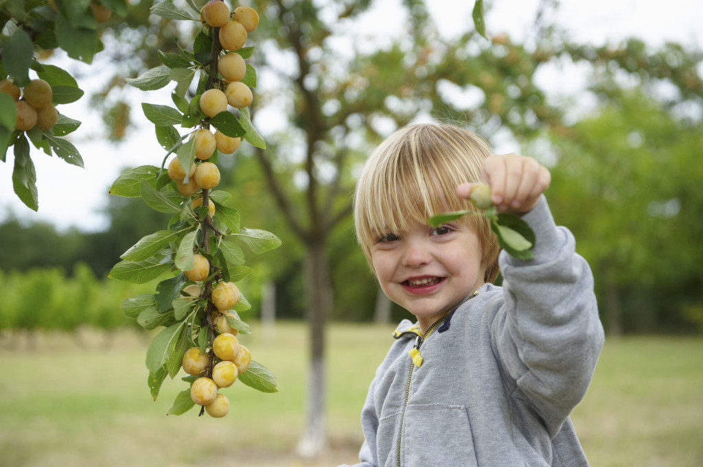 Boy-picking-fruit-off-tree-000045620728_Double